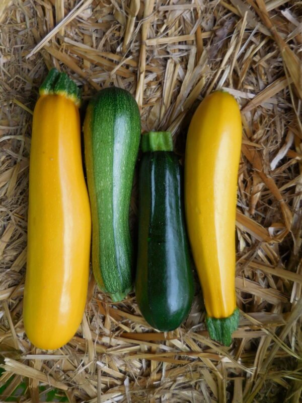 Courgettes