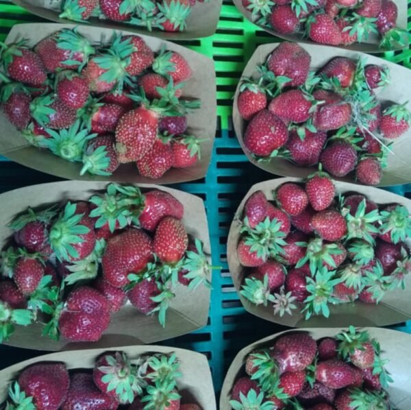 Fraise
