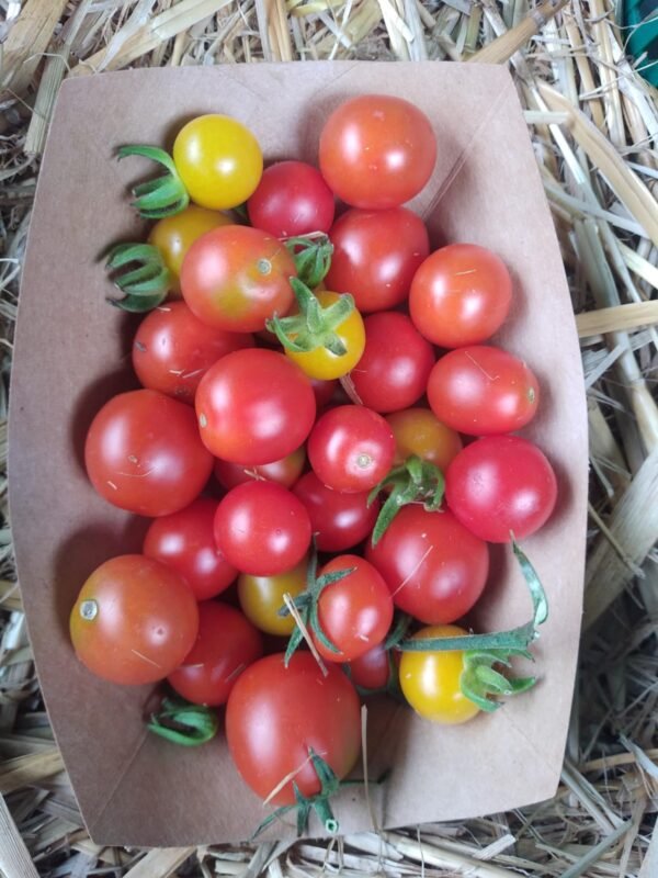 Tomate Cerise