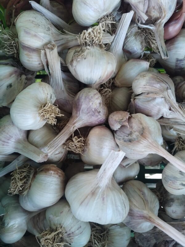 Ail violet